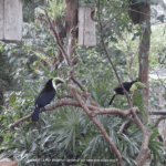 Parc animalier à la Paz Waterfall Gardens