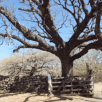 La Casona de Santa Rosa : visite du musée historique