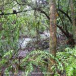 Sentier Rio Celeste, Volcan Tenorio