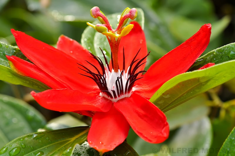 Top 10 de fleurs les plus jolies du Costa Rica