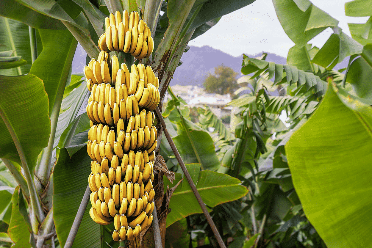 Les arbres fruitiers au Costa Rica feront votre bonheur