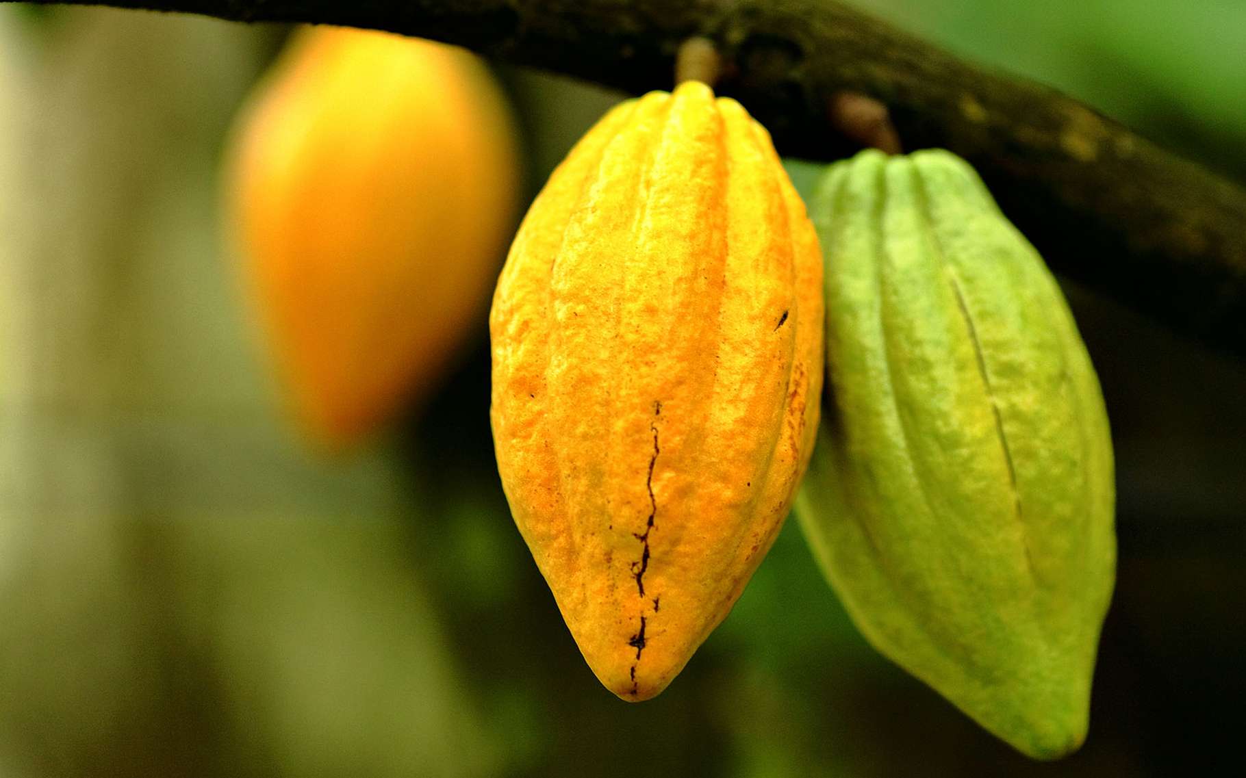 Les arbres fruitiers au Costa Rica feront votre bonheur