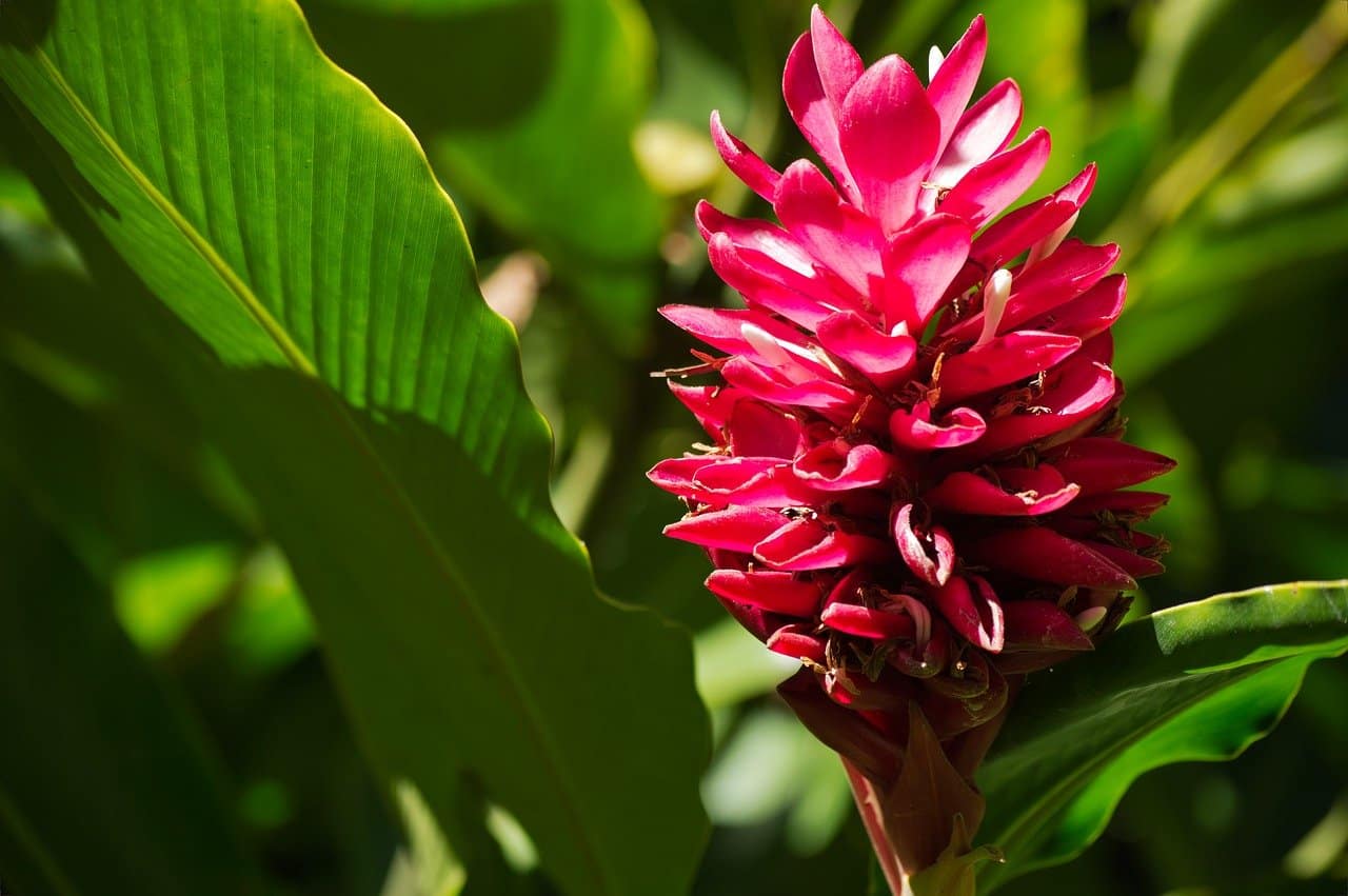 Top 10 de fleurs les plus jolies du Costa Rica