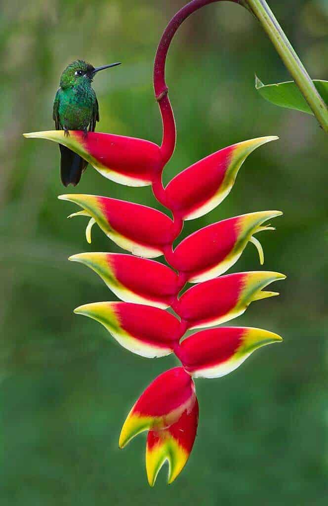 Top 10 de fleurs les plus jolies du Costa Rica