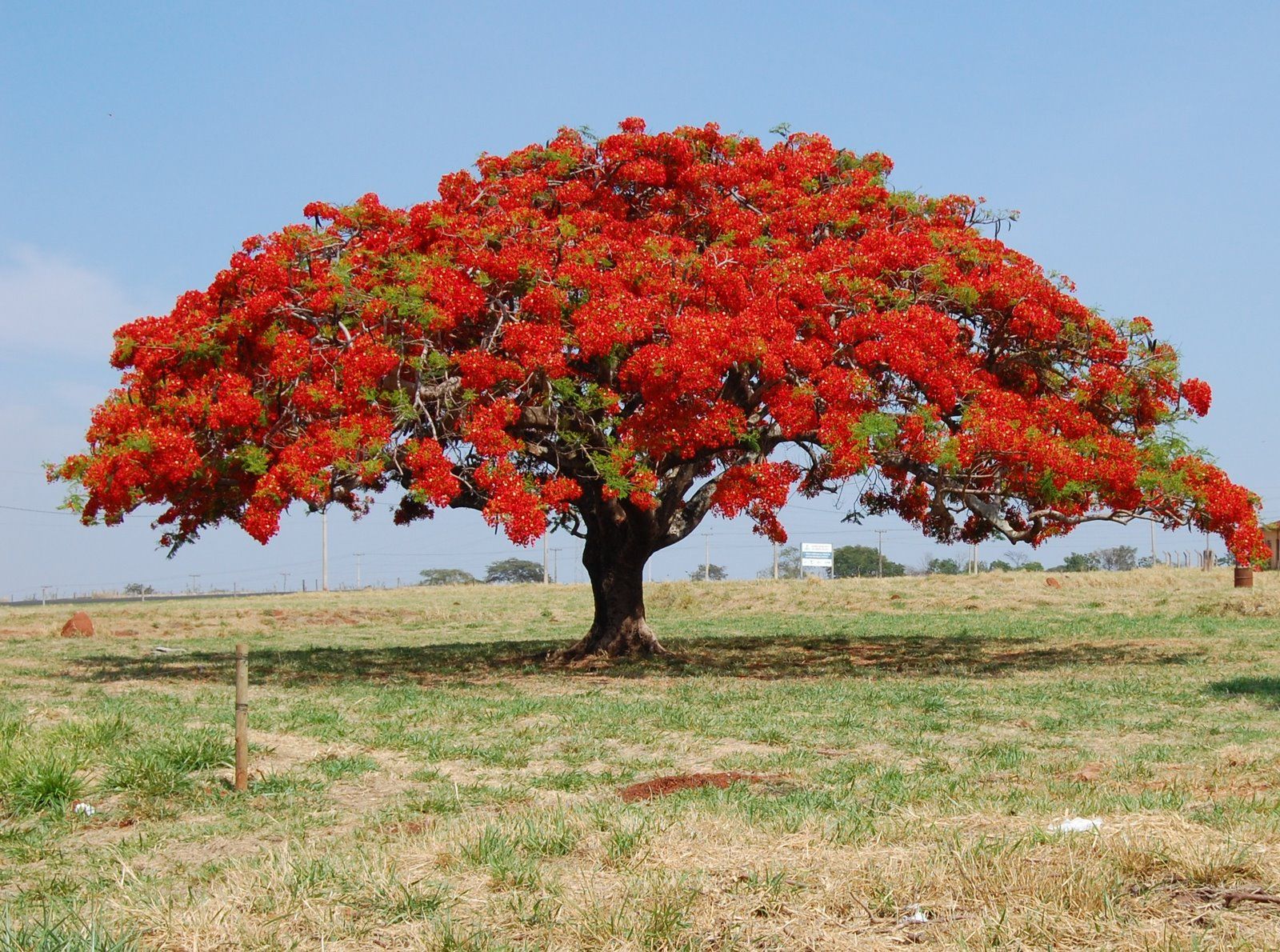 les arbres avec des plus jolies floraison du Costa Rica - Delonix regia