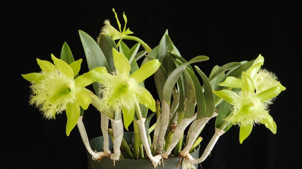 Les orchidées : Le Costa Rica, terre d’orchidées-Brassavola Digbyana