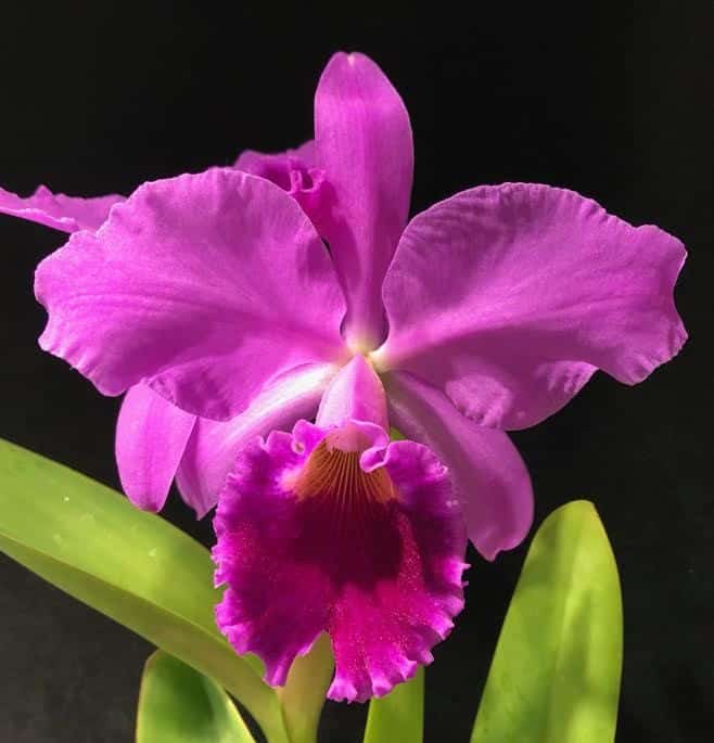 Top 10 de fleurs les plus jolies du Costa Rica