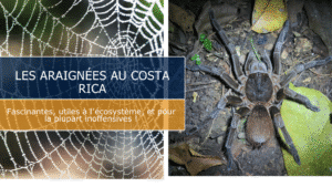 Découvrez 10 espèces des araignées au Costa Rica