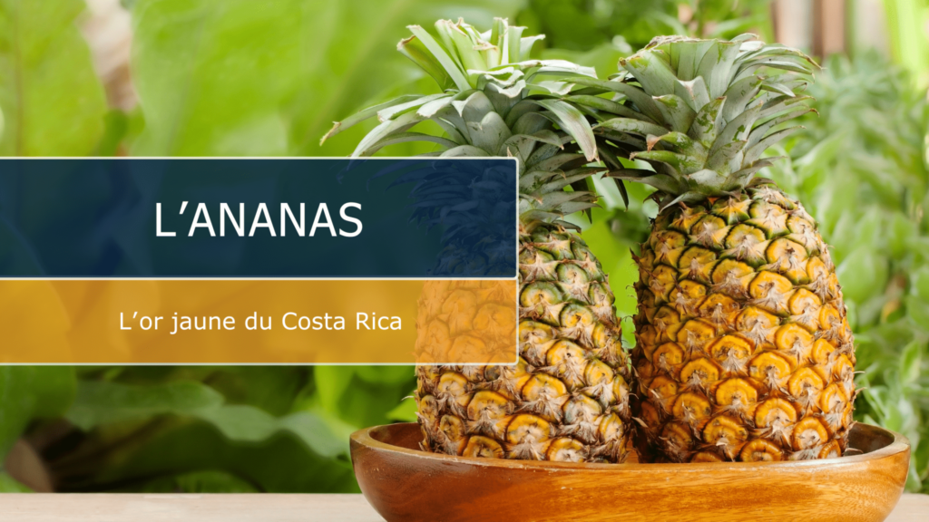 ananas fruits costa rica vert costa rica