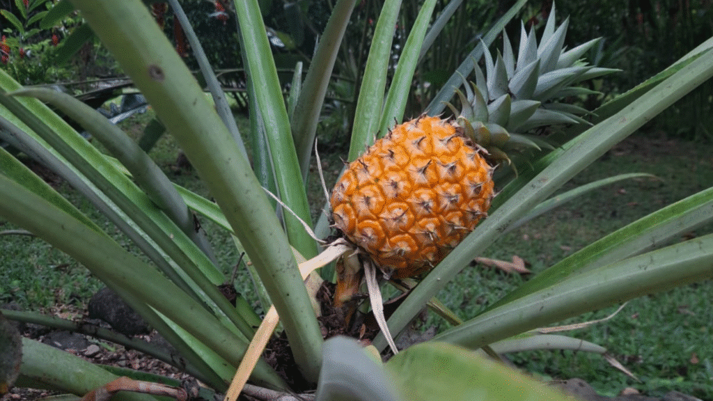 Les arbres fruitiers au Costa Rica : un délice pour les papilles