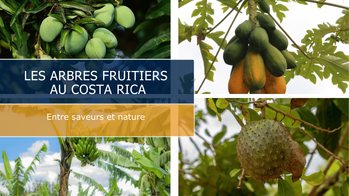 Les arbres fruitiers au Costa Rica : un délice pour les papilles