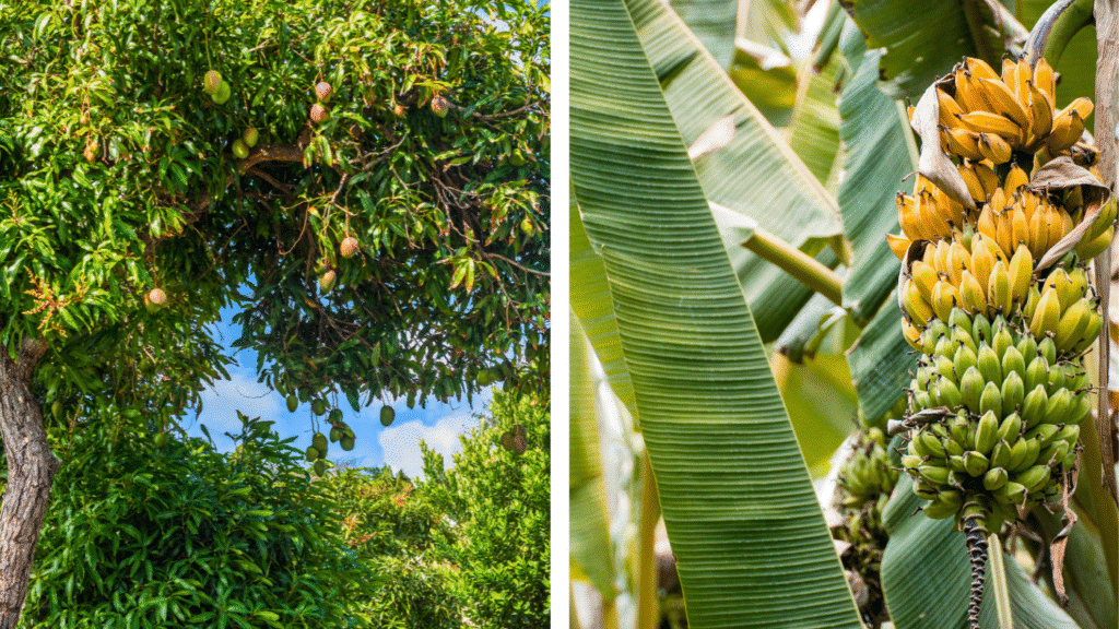 Les arbres fruitiers au Costa Rica : un délice pour les papilles