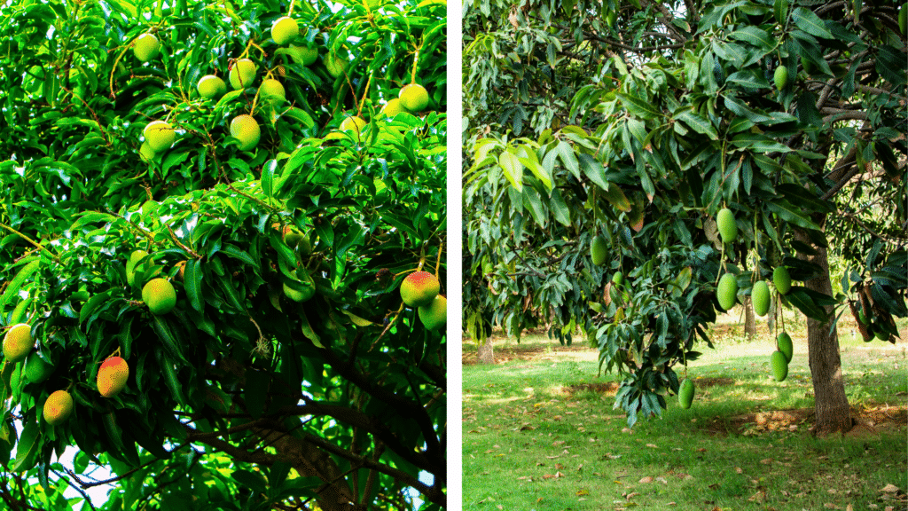 Les arbres fruitiers au Costa Rica : un délice pour les papilles