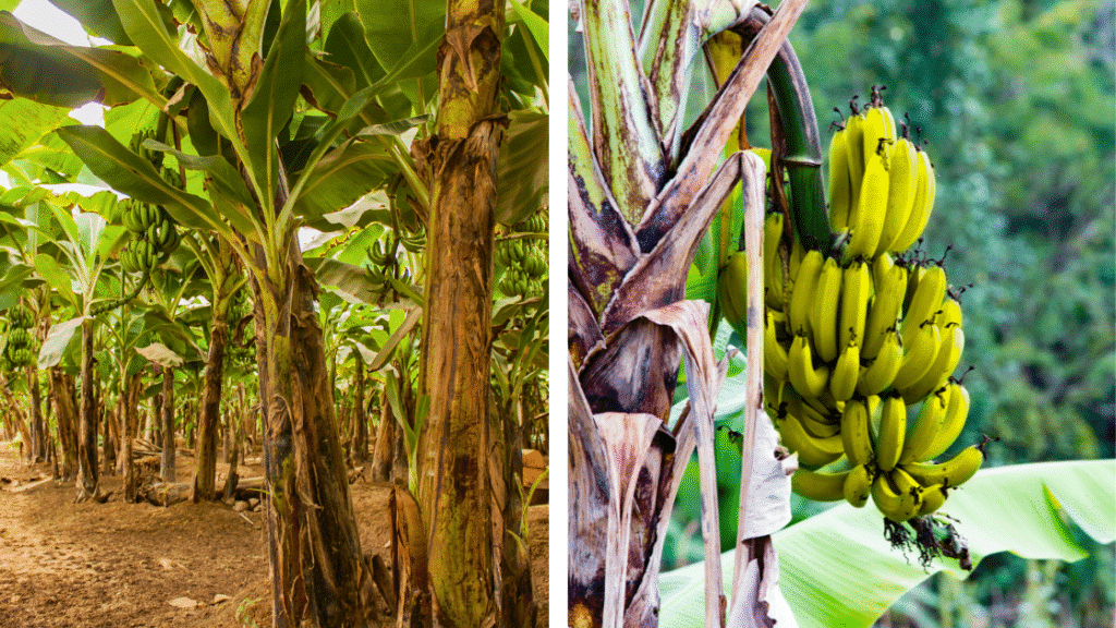 Les arbres fruitiers au Costa Rica : un délice pour les papilles