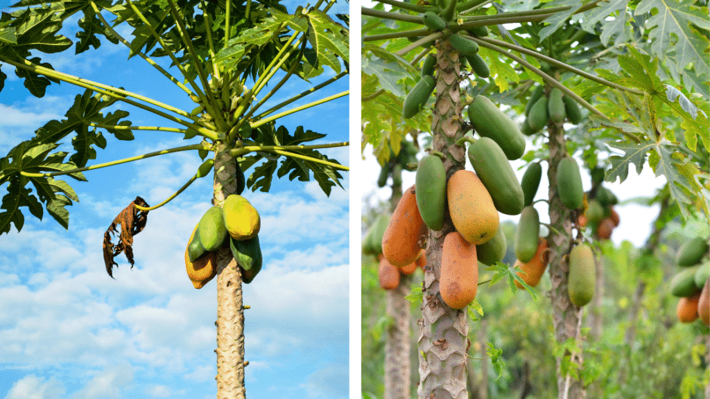 Les arbres fruitiers au Costa Rica : un délice pour les papilles
