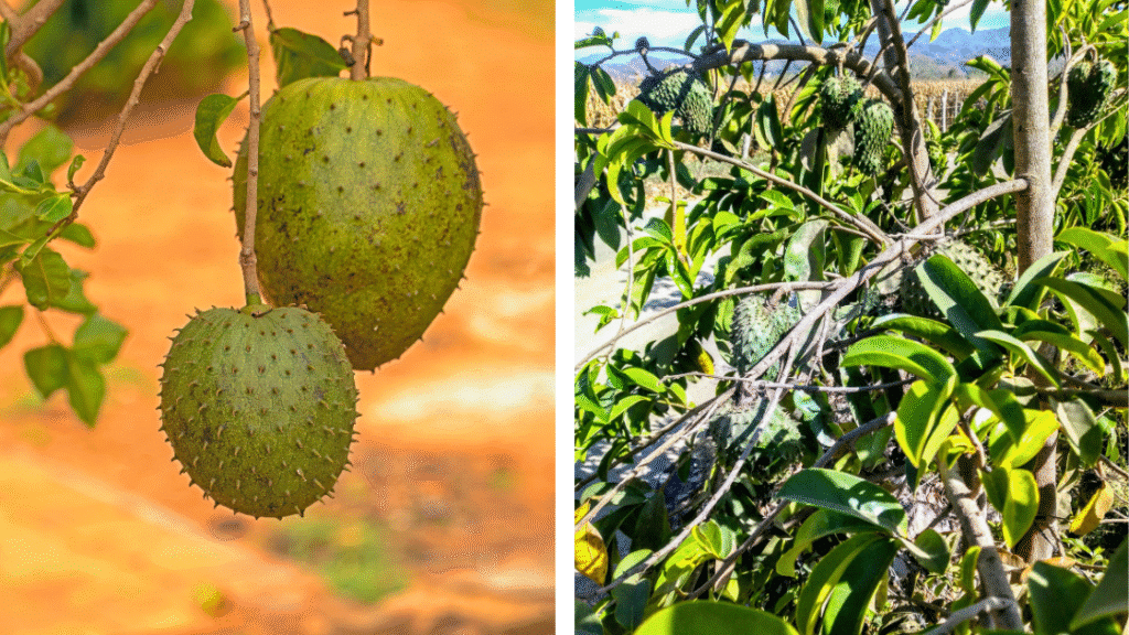 Les arbres fruitiers au Costa Rica : un délice pour les papilles