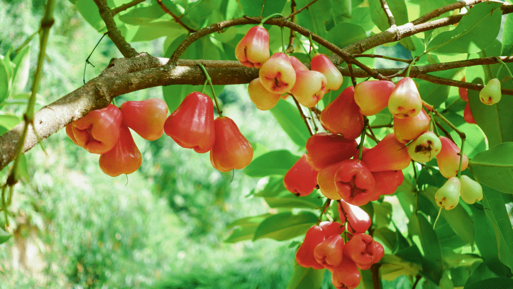 Les arbres fruitiers au Costa Rica : un délice pour les papilles