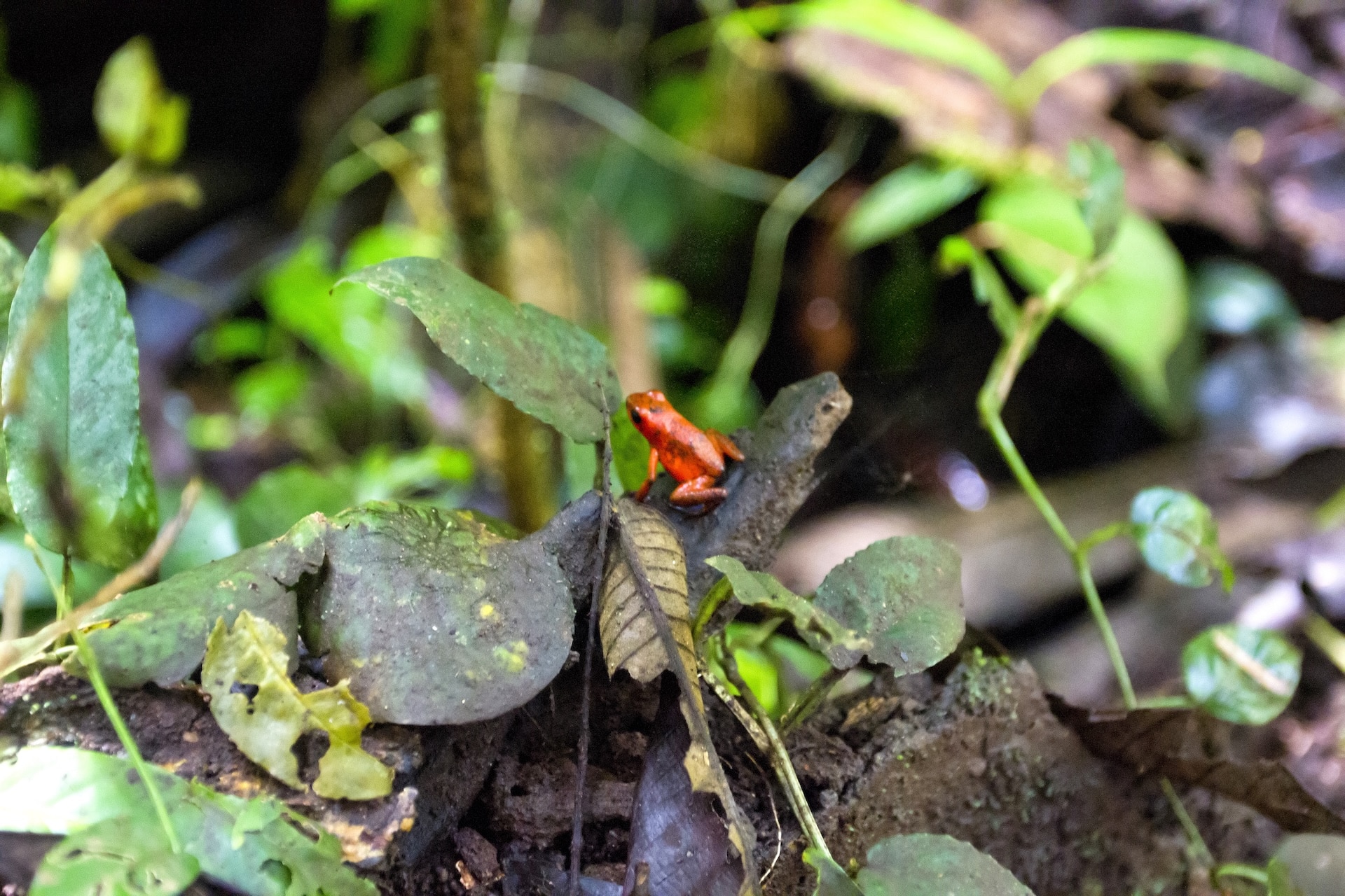 Turtle Beach Lodge Tortuguero, excursion 3 jours 2 nuits — vue 26