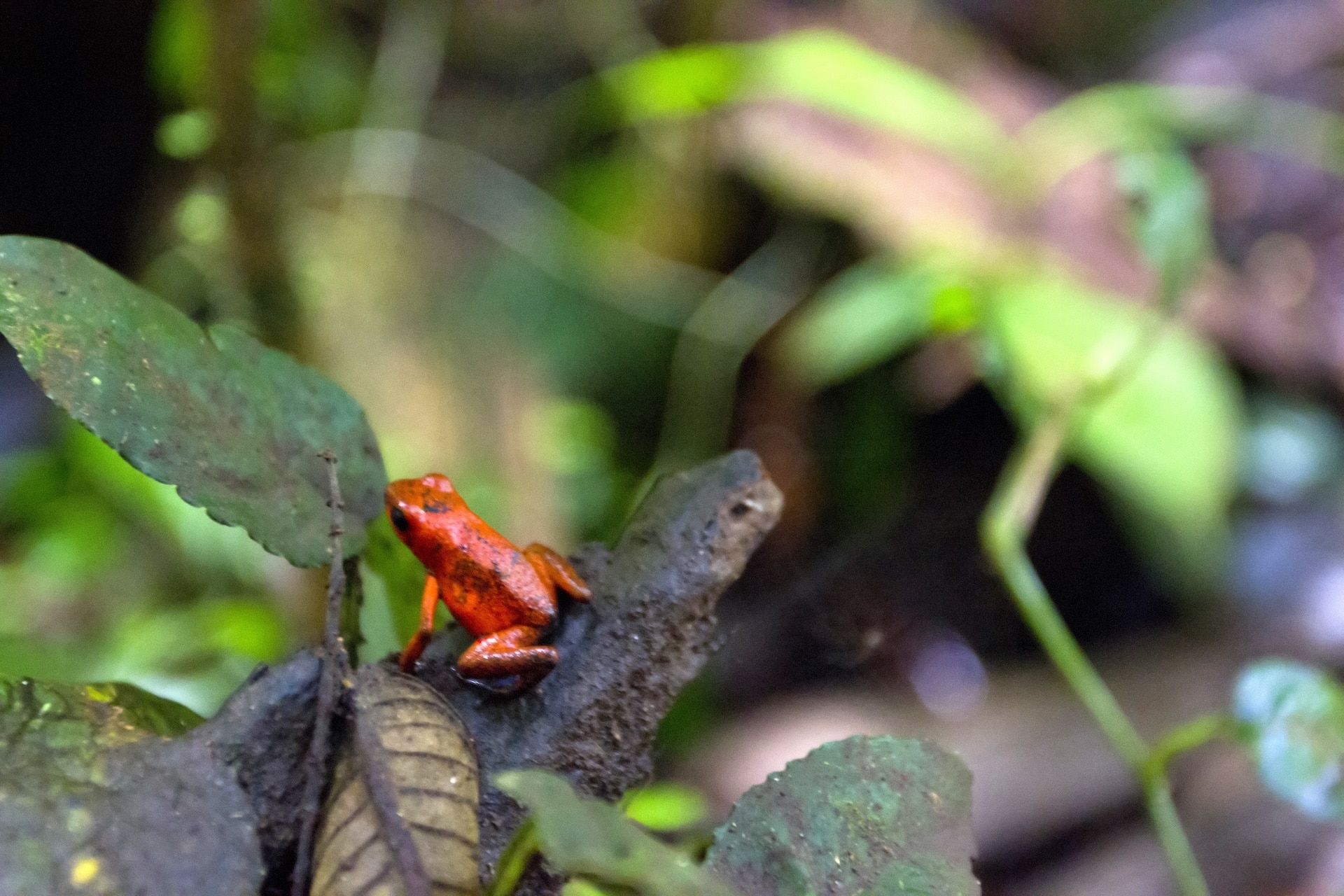 Turtle Beach Lodge Tortuguero, excursion 3 jours 2 nuits — vue 31