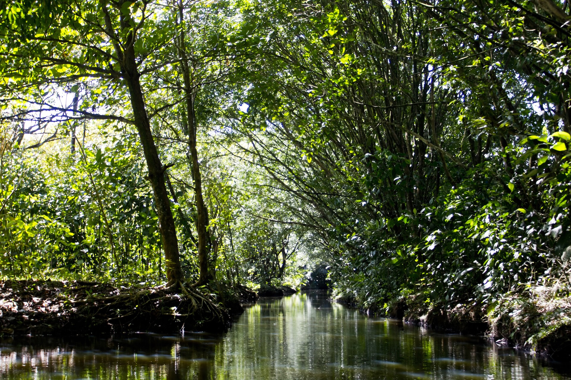 Turtle Beach Lodge Tortuguero, excursion 3 jours 2 nuits — vue 24