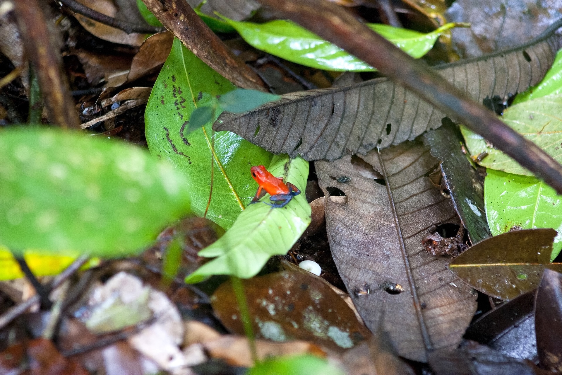 Navigation dans les canaux de Tortuguero pendant l'excursion 3 jours et 2 nuits