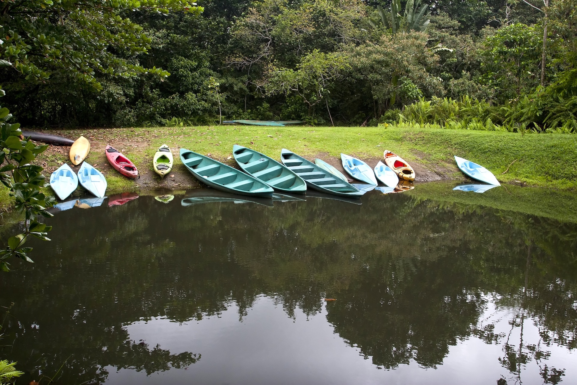 Végétation tropicale bordant les canaux du parc national de Tortuguero