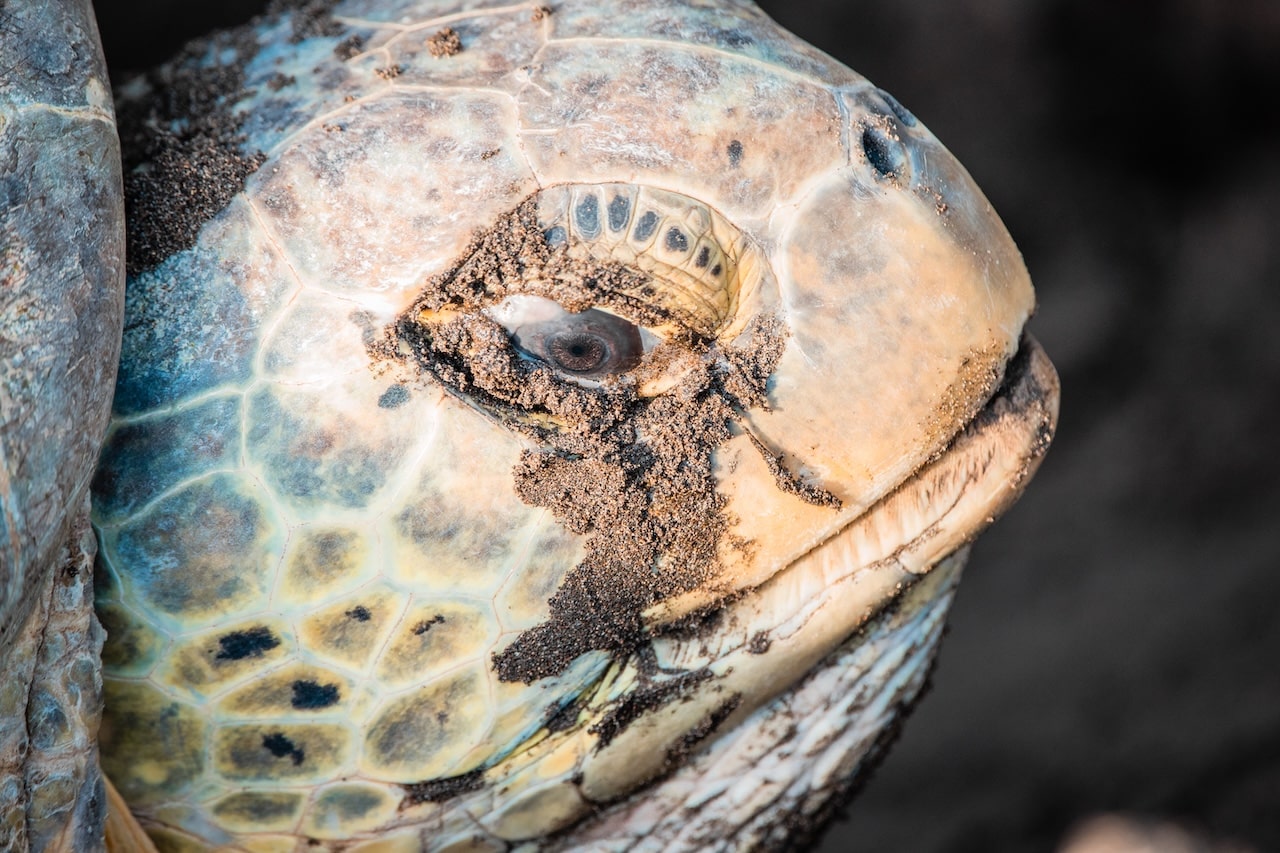 Excursion Tortuguero 3 jours 2 nuits — vue 04