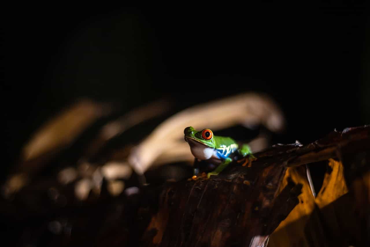 Excursion Tortuguero 3 jours 2 nuits — vue 57