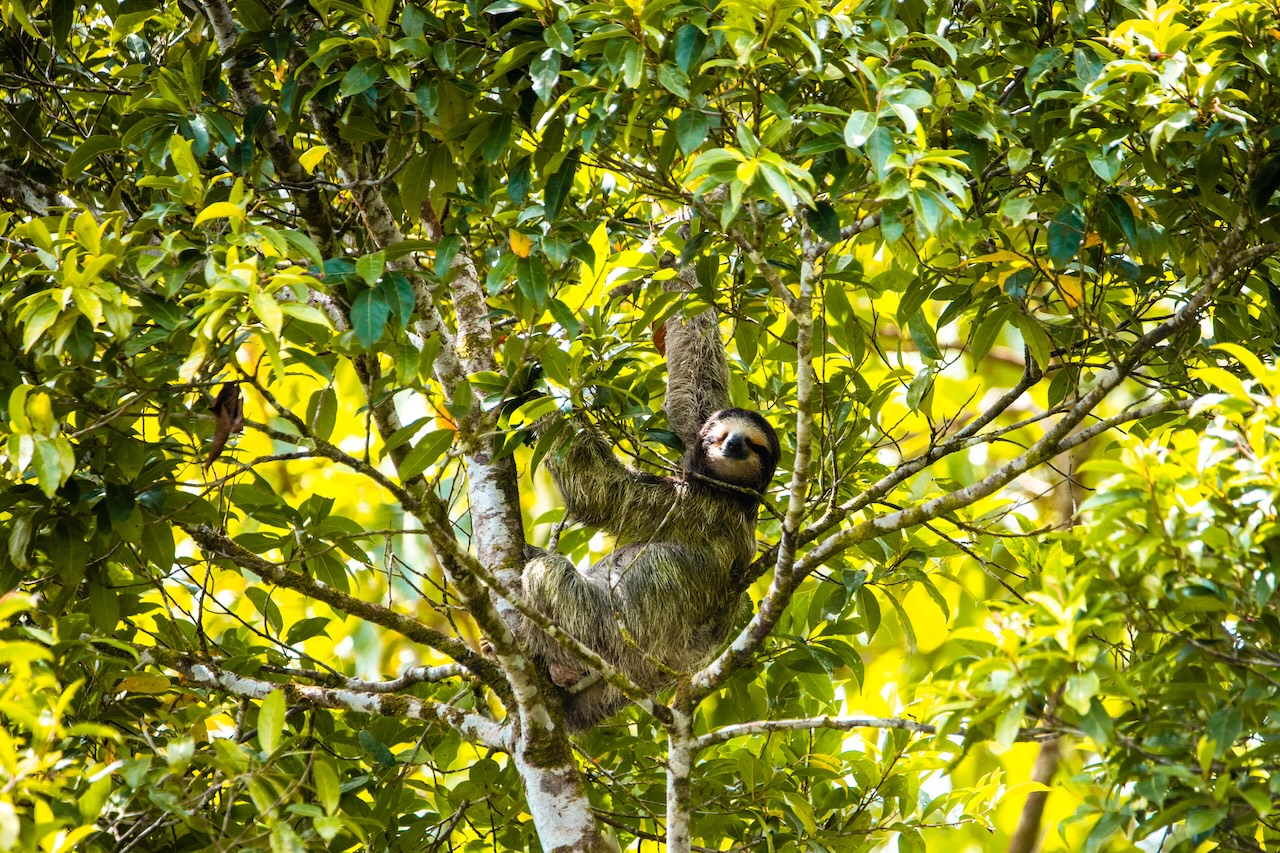 Excursion Tortuguero 3 jours 2 nuits — vue 58