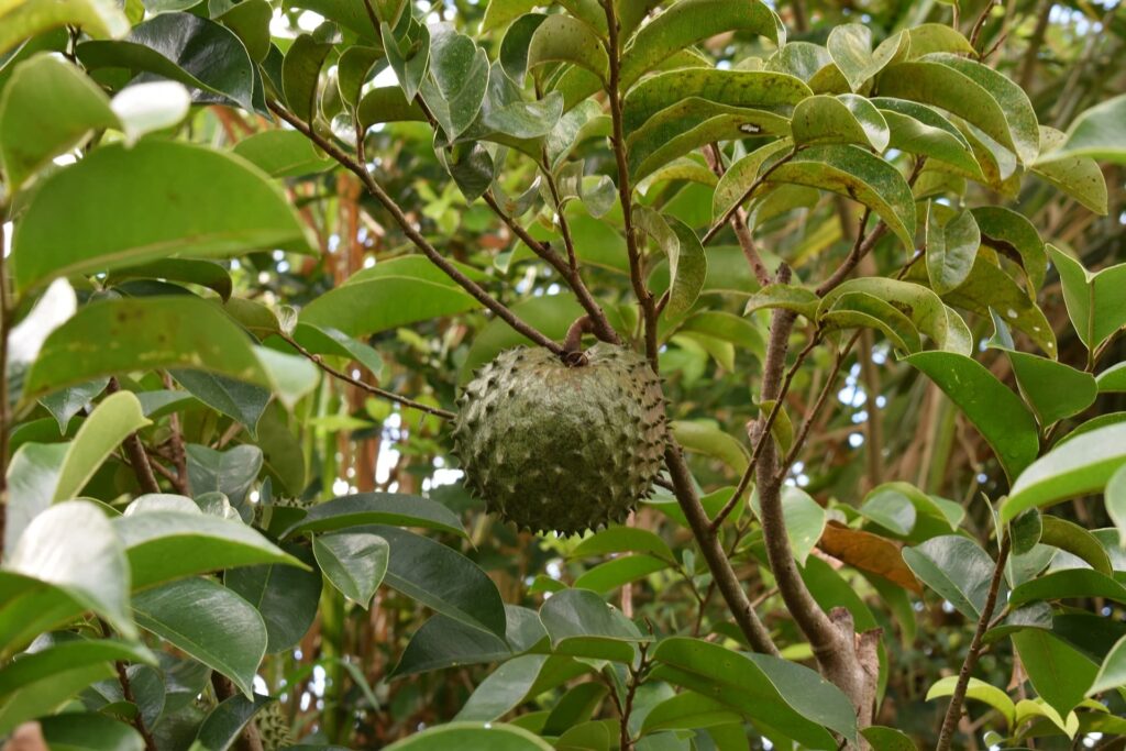 Guanabana : Les arbres fruitiers du Costa Rica