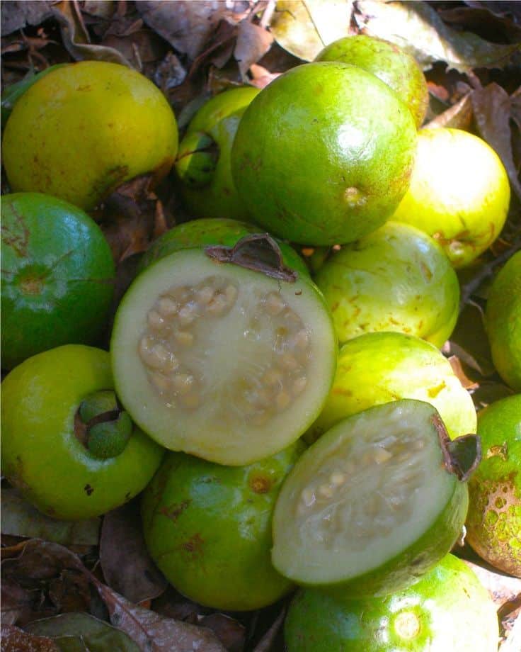 Cas du Costa Rica