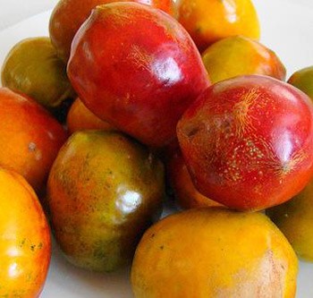 Jocote du Costa Rica