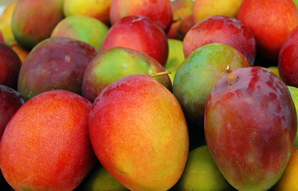 Mangue du Costa Rica