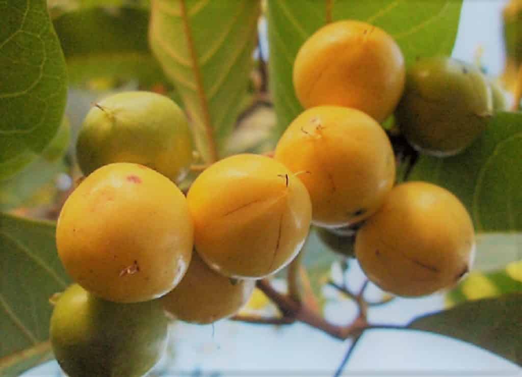 Fruits Exotiques du Costa Rica : le Top des 10 fruits Nance du Costa Rica