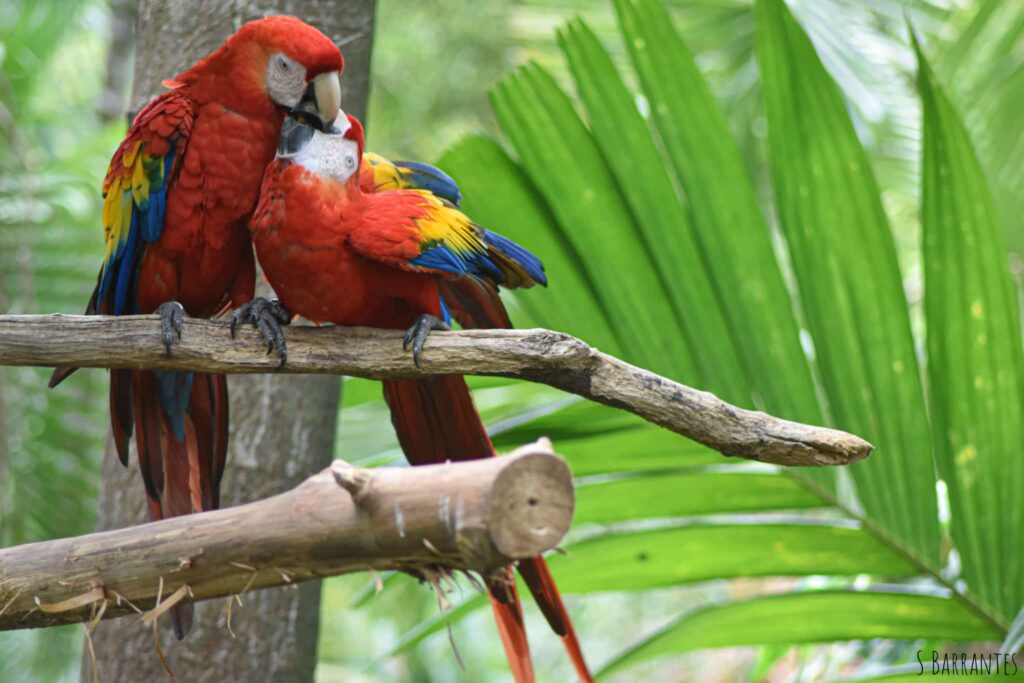 À la rencontre du Rescate Wildlife Rescue Center (ancien Zoo Ave)
