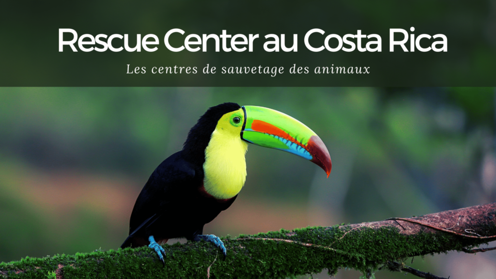 Rescue Center au Costa Rica : les centres de sauvetage des animaux au Costa Rica