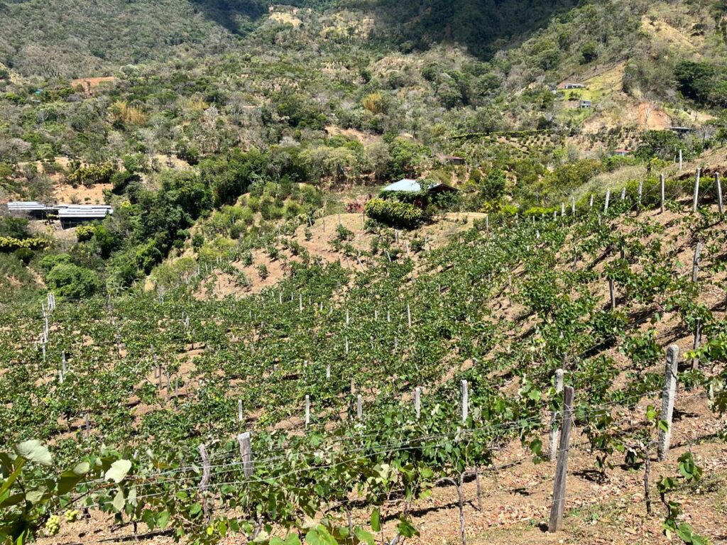 Les vins au Costa Rica : une expérience œnologique sensationnelle