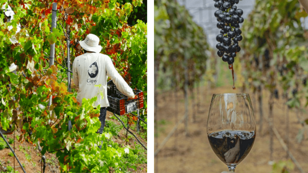 Les vins au Costa Rica : une expérience œnologique sensationnelle