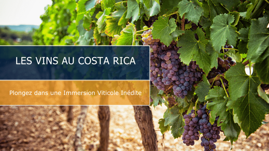 Les vins au Costa Rica : une expérience œnologique sensationnelle