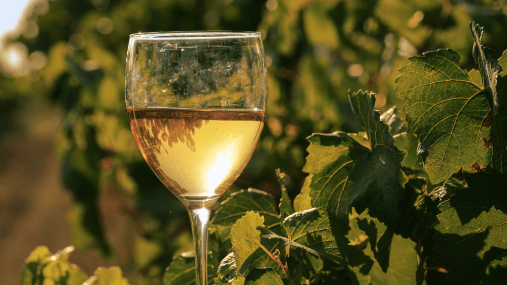 vertcostarica les vins au costarica