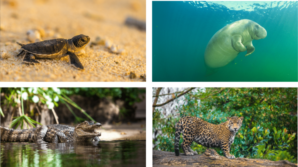 Tortuguero : guide complet pour une immersion dans la nature