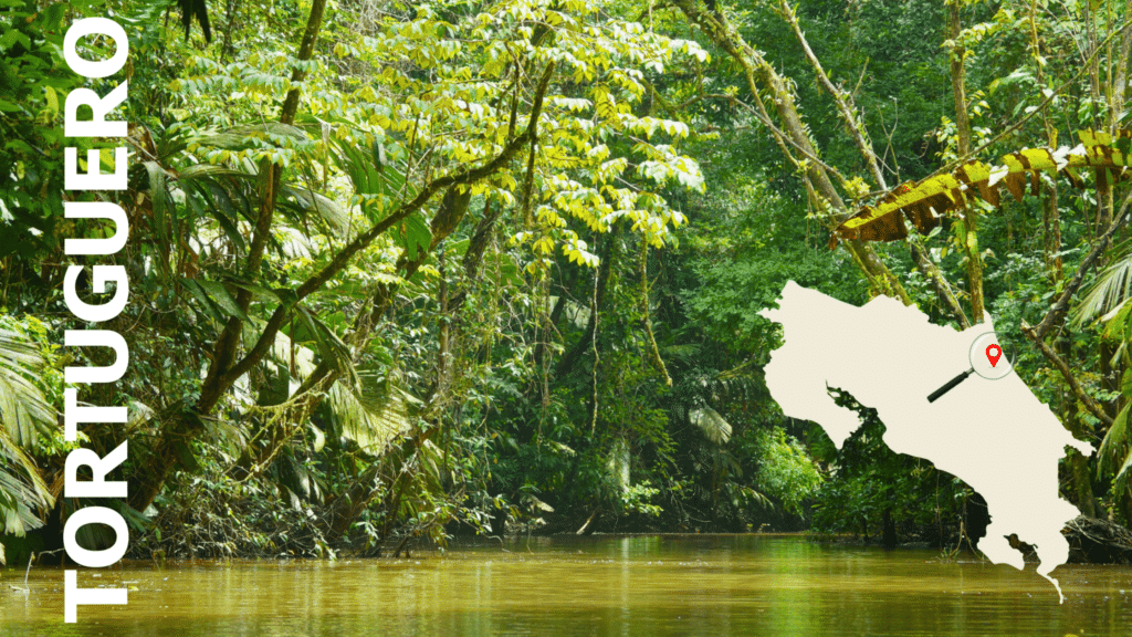 Tortuguero : guide complet pour une immersion dans la nature