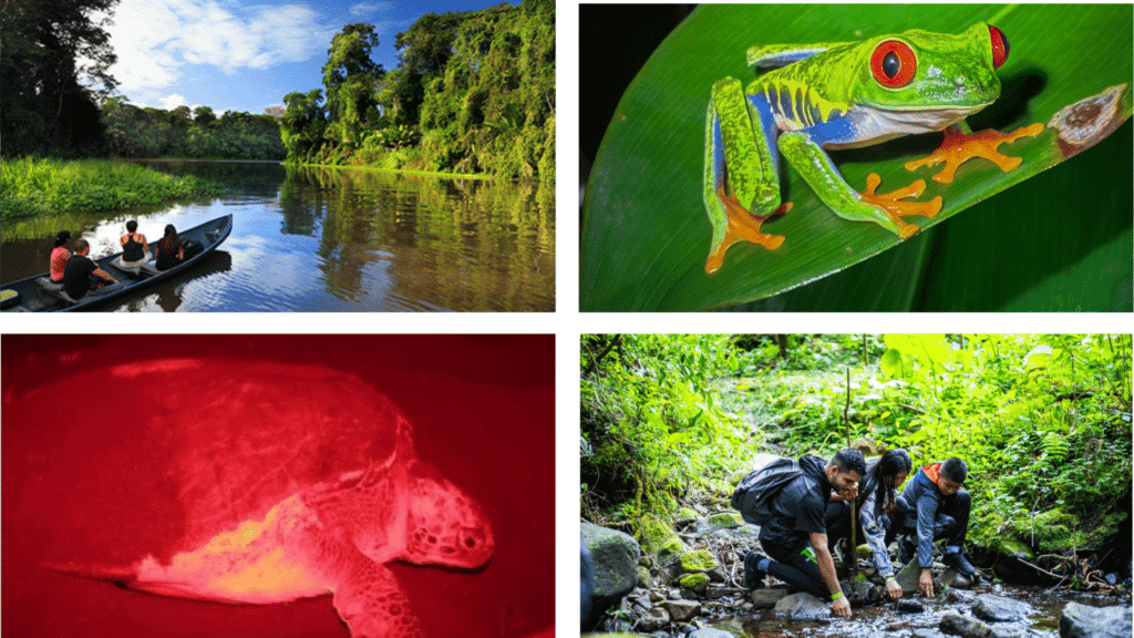 Tortuguero : guide complet pour une immersion dans la nature