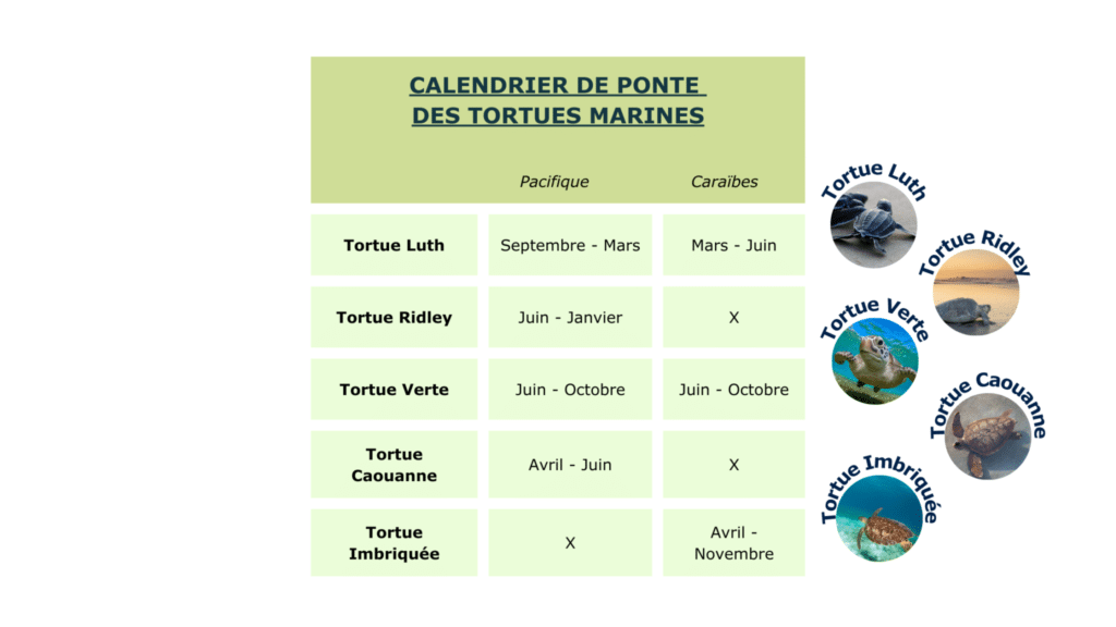 Tortuguero : guide complet pour une immersion dans la nature