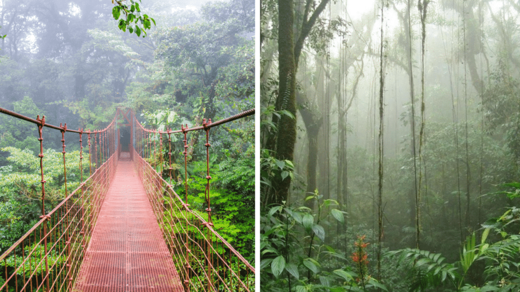 Monteverde et Santa Elena : l'incontournable forêt de nuages du Costa Rica