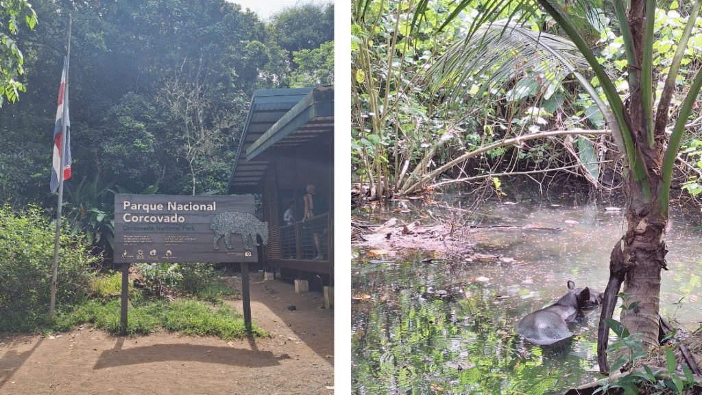 Corcovado au Costa Rica : mon expérience d’une excursion inoubliable dans la jungle tropicale