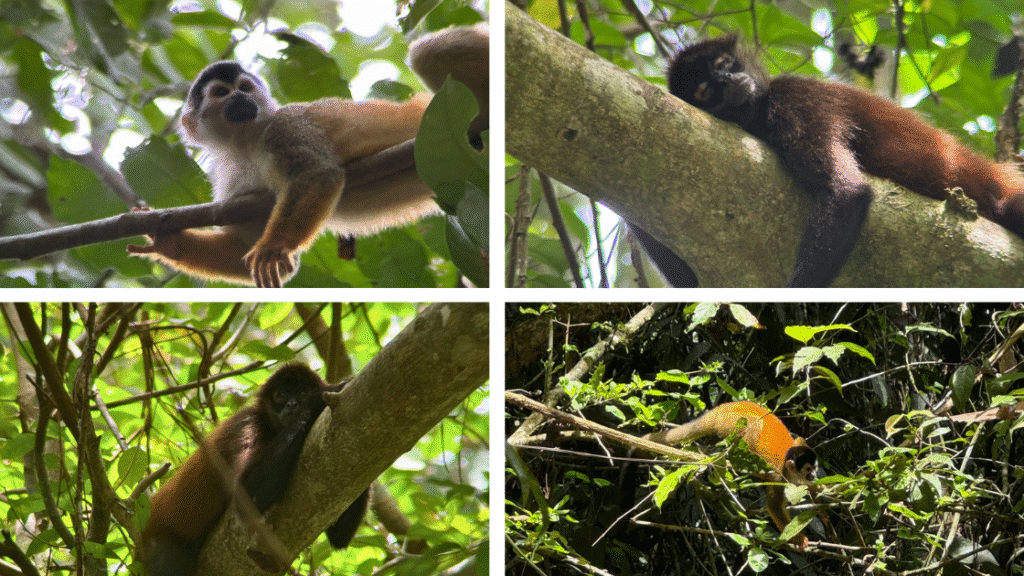 Corcovado au Costa Rica : mon expérience d’une excursion inoubliable dans la jungle tropicale