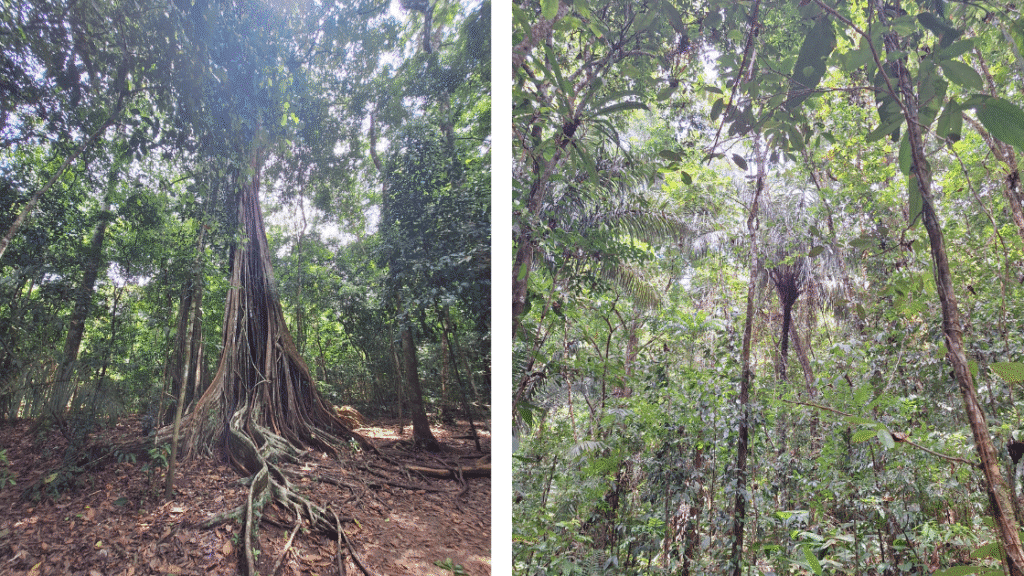 Corcovado au Costa Rica : mon expérience d’une excursion inoubliable dans la jungle tropicale