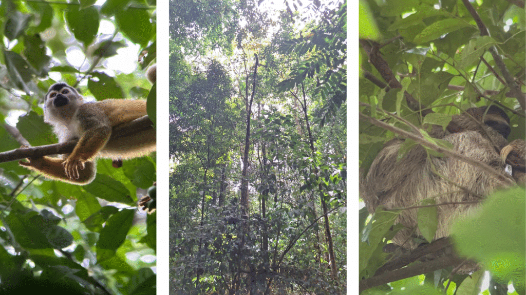 Drake Bay : le guide pratique pour découvrir ce coin sauvage du Costa Rica