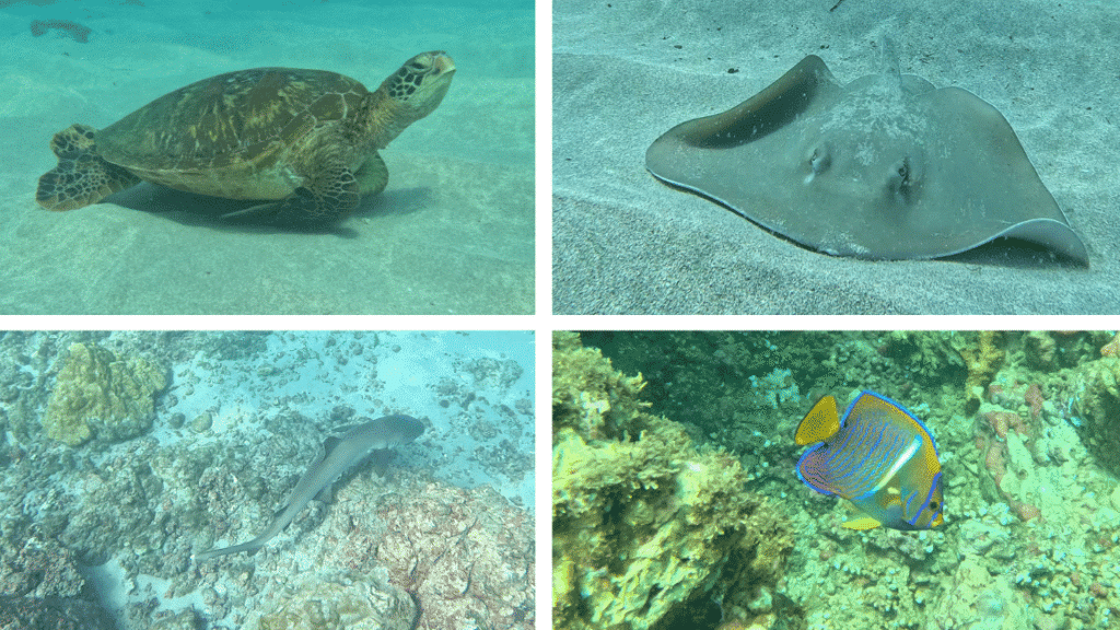 Plongée à Isla del Caño : mon incroyable excursion depuis Drake Bay